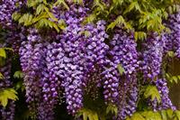 Wisteria floribunda Violacea Plena - Black Dragon - Large Specimen Plant 5-6ft
