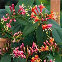 Honeysuckle - Large 5-6ft Specimen Plant - Lonicera henryi - Evergreen Honeysuckle
