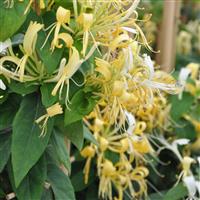 Large 5-6ft Climber - Lonicera similis var Delavayi - Evergreen Honeysuckle