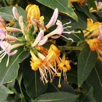 Large 6ft Specimen Climber - Lonicera Caprilia Ever - Honeysuckle