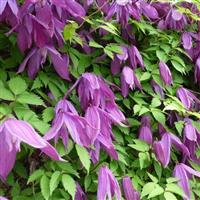 Large 5-6ft Specimen Climber - Clematis alpina
