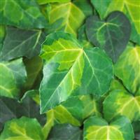 Large 5-6ft Specimen Climber - Hedera Sulphur Heart - Evergreen Ivy