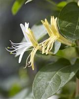 Lonicera japonica 'Hall's Prolific'