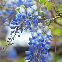 Wisteria 'Blue Moon'