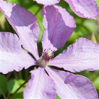 Clematis Margaret Hunt