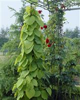 Climber - Aristolochia macrophylla