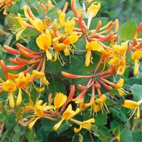 Honeysuckle - Large 5-6ft Specimen Plant - Large Lonicera x tellmanniana - Honeysuckle