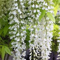 Wisteria floribunda Longissima Alba - Shiro Noda - Rare White Japanese Wisteria - Large 6ft Plant
