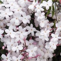 Large 6ft - Jasminum officinale - Jasmine polyanthemum - Scented Chinese Jasmin