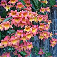 Bignonia capreolata Tangerine Beauty - Crossvine - circa 5-6ft