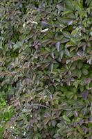 Parthenocissus henryana - Ivy