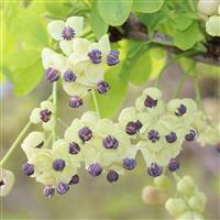 Large 6ft Climber - Akebia quinata - Cream Form - White Chocolate Vine