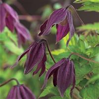 Clematis Brunette