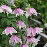 Clematis koreana Propertius