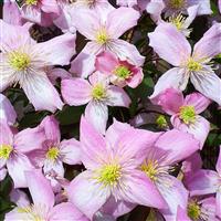 Clematis montana Pink Perfection