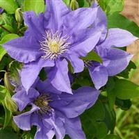 Clematis Olympia