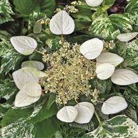 Schizophragma hydrangeoides 'Burst of Light'