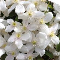 Clematis montana Alba