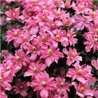 Clematis montana Broughton Star - Dazzling Double Flowers