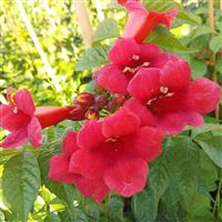 Campsis Solo Rosso - Trumpet Vine - In Bud & Bloom