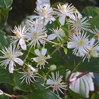 Large 5-6ft Climber Clematis Vitalba - Summer Flowering Clematis