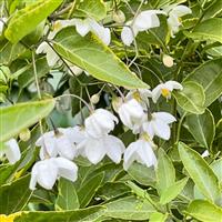 Solanum jasminoides 'Album Variegatum'