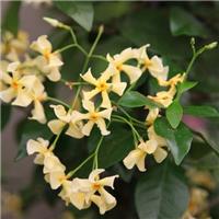 Trachelospermum asiaticum 'Mandanianum' - Large 5-6ft Specimen Climber