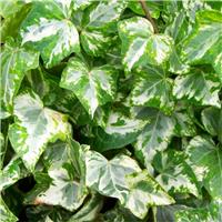 Hedera helix 'Kolibri' - English Ivy