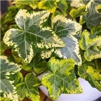 Hedera helix 'Golden Kolibri' - English Variegated Ivy