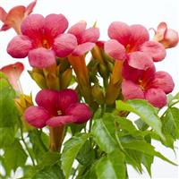 Campsis Pink Panther - Trumpet Vine