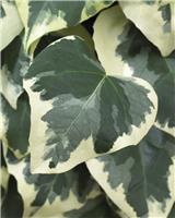 Hedera colchica 'Dentata Variegata'
