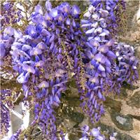 Wisteria Texas Purple - circa 150cm
