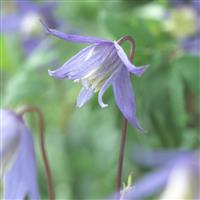 Clematis alpina - Alpine Clematis
