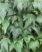 Hedera helix 'Green Ripple' - circa 150cm