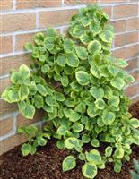 Hydrangea petiolaris Mirranda - Variegated Climbing Hydrangea