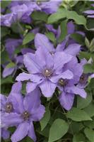 Clematis Parisienne - Summer Flowering Boulevard Patio Clematis