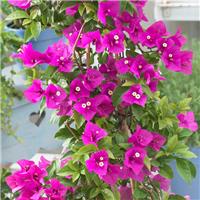 Large Climbing Bougainvillea - circa 5-6ft tall