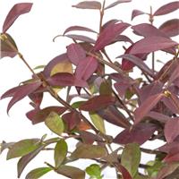 Trachelospermum jasminoides 'Winter Ruby' - Star Jasmine - Rhyncospermum