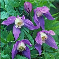 Clematis 'Frances Rivis'