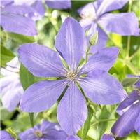 Clematis 'Mrs Cholmondeley'