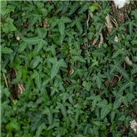 Hedera helix 'Sagittifolia' - Ivy