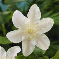 Clematis Guernsey Cream