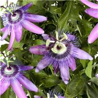 Passion Flower Betty Miles Young - Passiflora