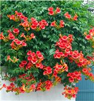 Campsis 'Summer Jazz' Fire Trumpet Red - Trumpet Vine