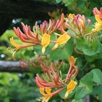 Lonicera x heckrottii Gold Flame - Goldflame Honeysuckle