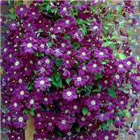 Clematis Etoile Violette - Late Summer Flowering Clematis