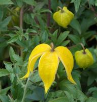 Clematis tangutica Corry - Summer Flowering Clematis