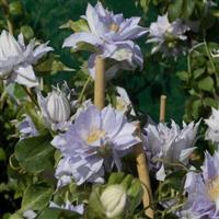 Clematis Dancing King - Late Spring Flowering Clematis