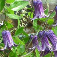 Clematis Fascination - Early Summer Flowering Clematis