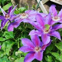 Clematis Etoile de Malicorne - Late Spring Flowering Clematis
